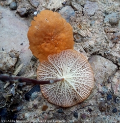 Marasmius cladophyllus