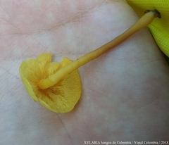 Tricholomopsis aurea