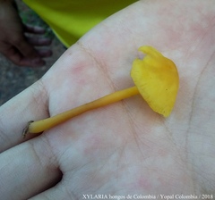 Tricholomopsis aurea