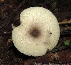 Leucocoprinus