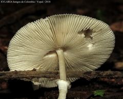 Leucocoprinus