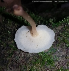 Filoboletus