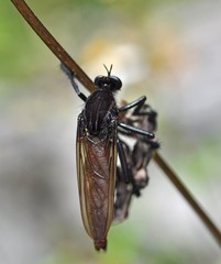Archilestris magnificus