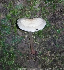Filoboletus