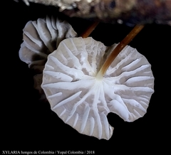 Marasmius