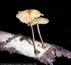 Marasmius