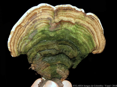 Trametes polyzona
