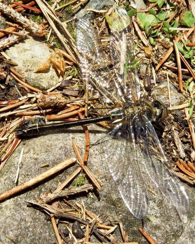 American Emerald (Cordulia shurtleffii), a species recorded in Alaska