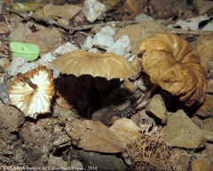 Marasmius