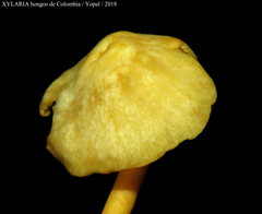 Tricholomopsis aurea