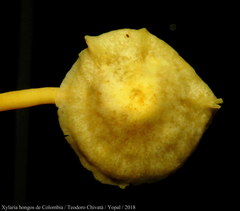 Tricholomopsis aurea