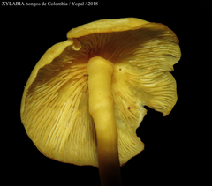 Tricholomopsis aurea