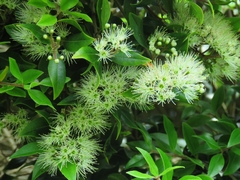 Metrosideros bartlettii