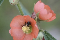 Macroteropsis