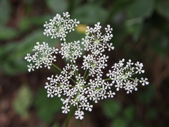 Angelica polymorpha