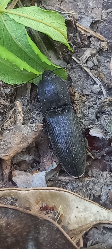 Neopristilophus insitivus