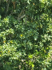 Laurus novocanariensis image