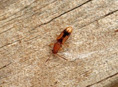 Cryptamorpha desjardinsi