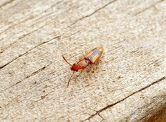 Cryptamorpha desjardinsi