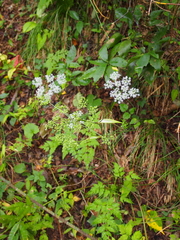 Angelica polymorpha