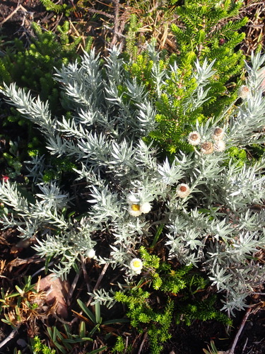 Image of Achyranthemum paniculatum by (c) Nicola van Berkel, some rights reserved (CC BY-SA)