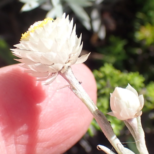 Image of Achyranthemum paniculatum by (c) Nicola van Berkel, some rights reserved (CC BY-SA)
