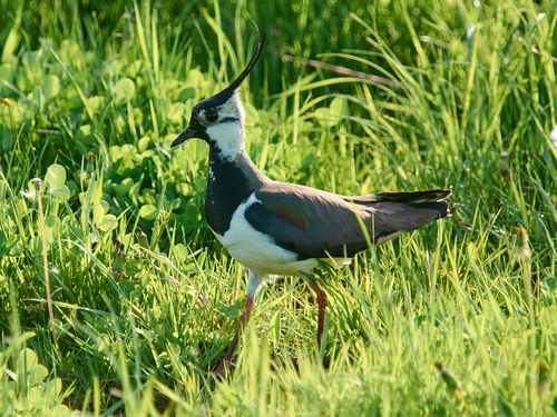 Avefría europea (Vanellus vanellus)