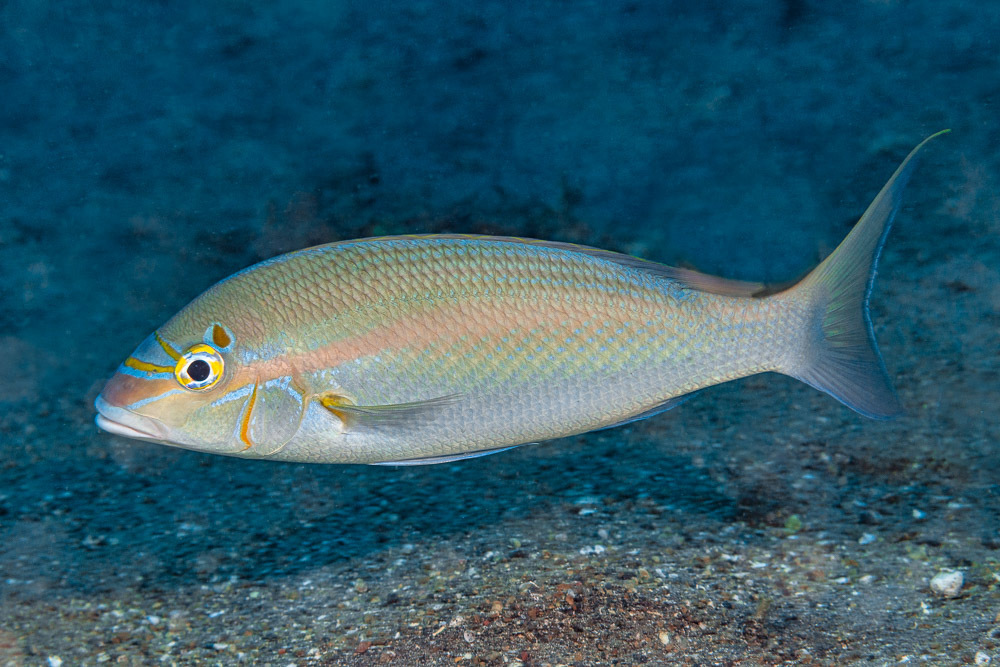 Bald-Spot Monocle Bream