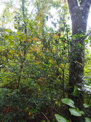 Ilex crenata crenata