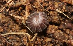 Eluma caelata
