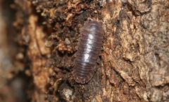 Eluma caelata