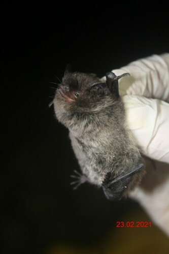 silver-tipped myotis