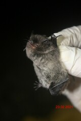 Silver-Tipped Myotis photo 4