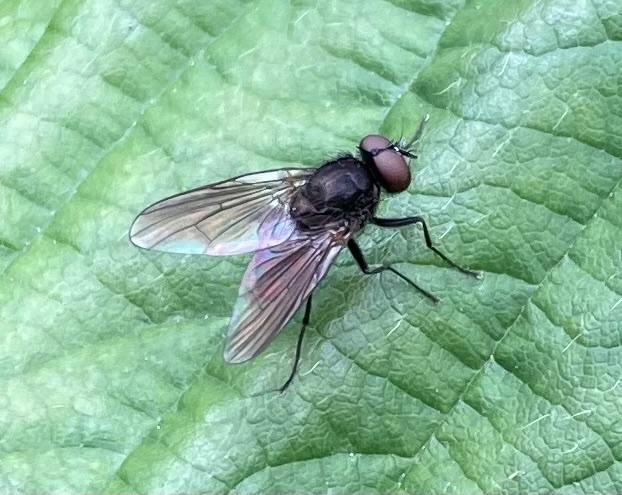 Hebecnema nigricolor