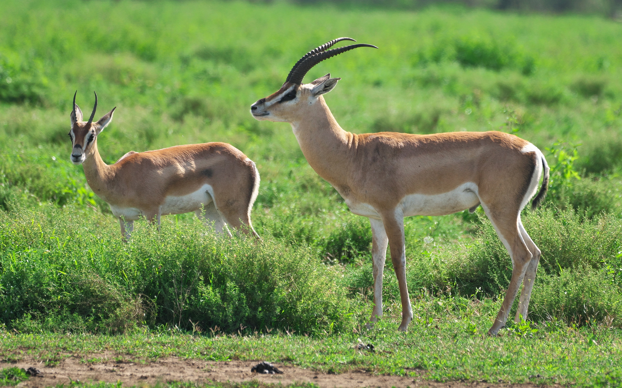 Nanger granti granti