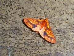 Symphlebia