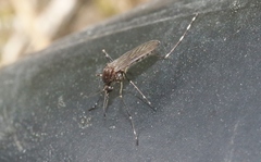 Aedes alboannulatus