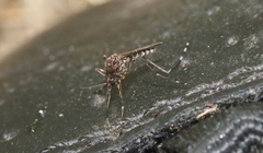 Aedes alboannulatus
