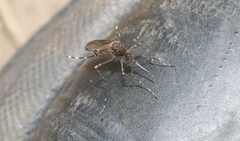 Aedes alboannulatus
