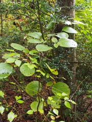 Styrax obassia
