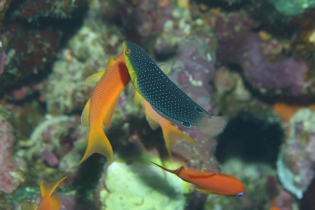 Yellowbreasted wrasse