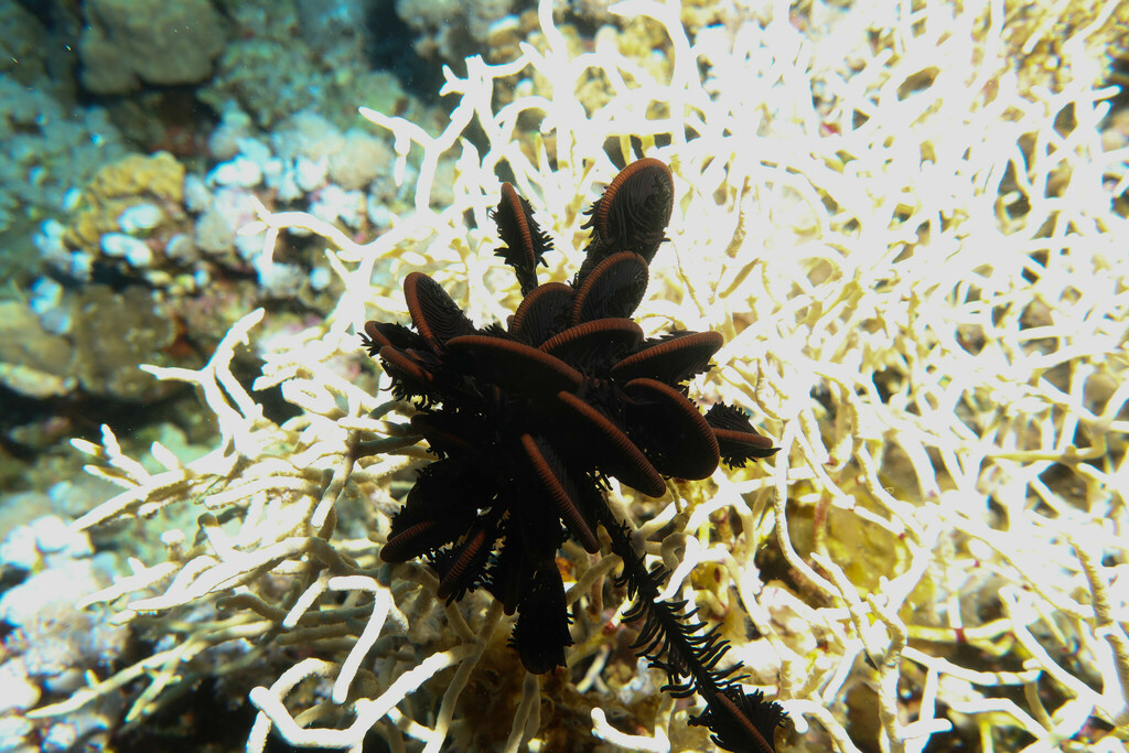 Capillaster multiradiatus