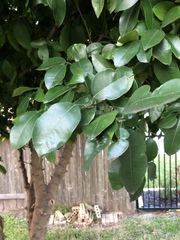 Citrus paridisi
