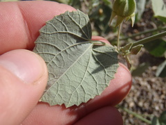 Abutilon malacum