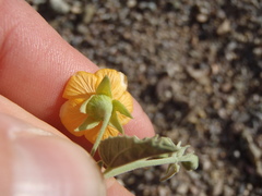 Abutilon malacum