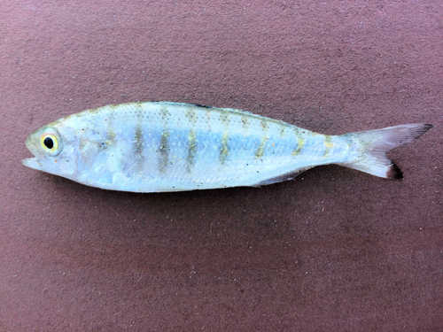 Australian herring (Arripis georgianus) — Arripidae — 3