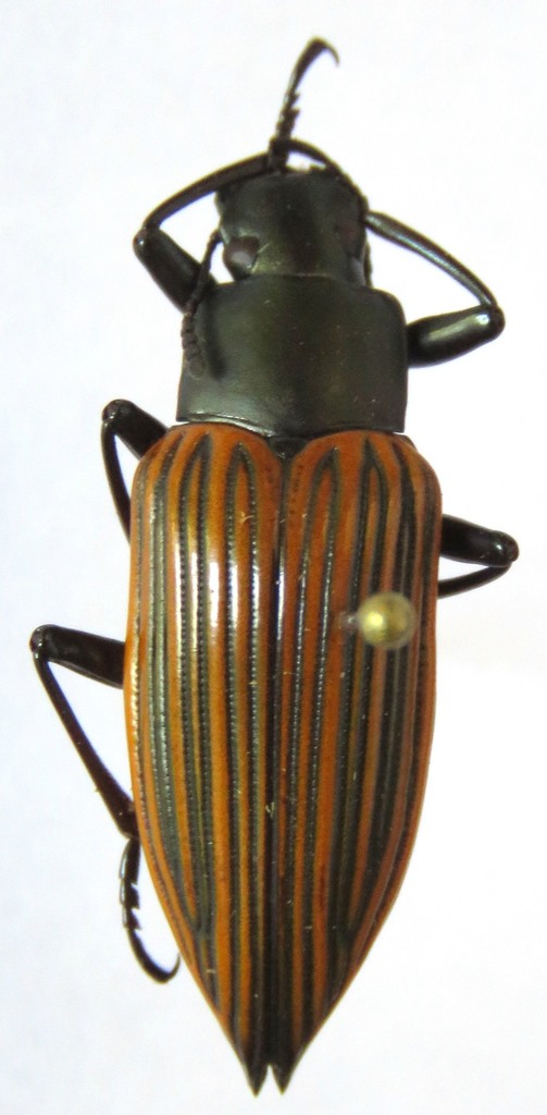 Blapida alternata