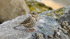 Passerculus sandwichensis princeps