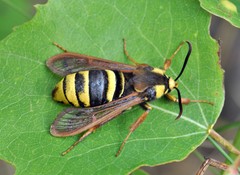 Sesia apiformis