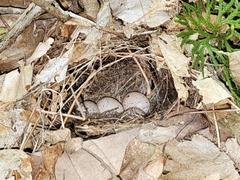 Ovenbird photo 4